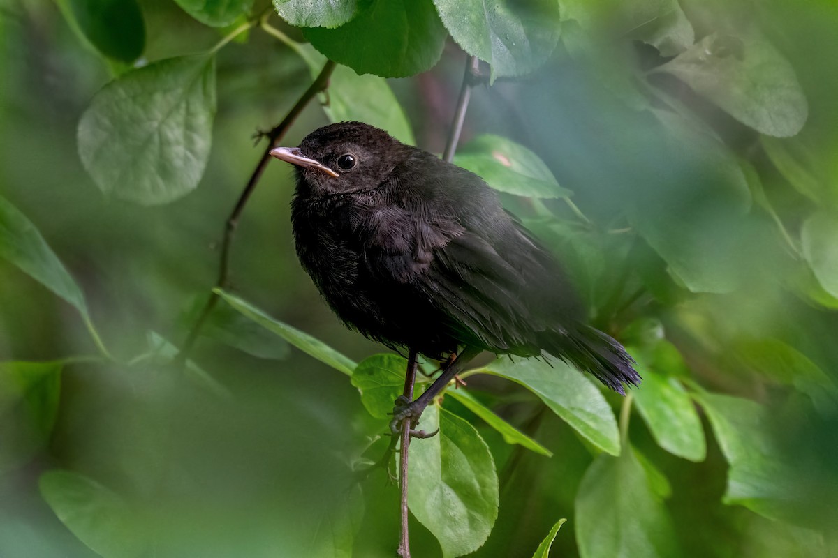 Gray Catbird - ML637423519