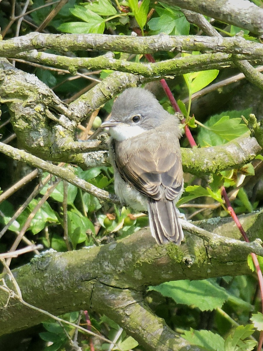 Lesser Whitethroat (Lesser) - ML637423549