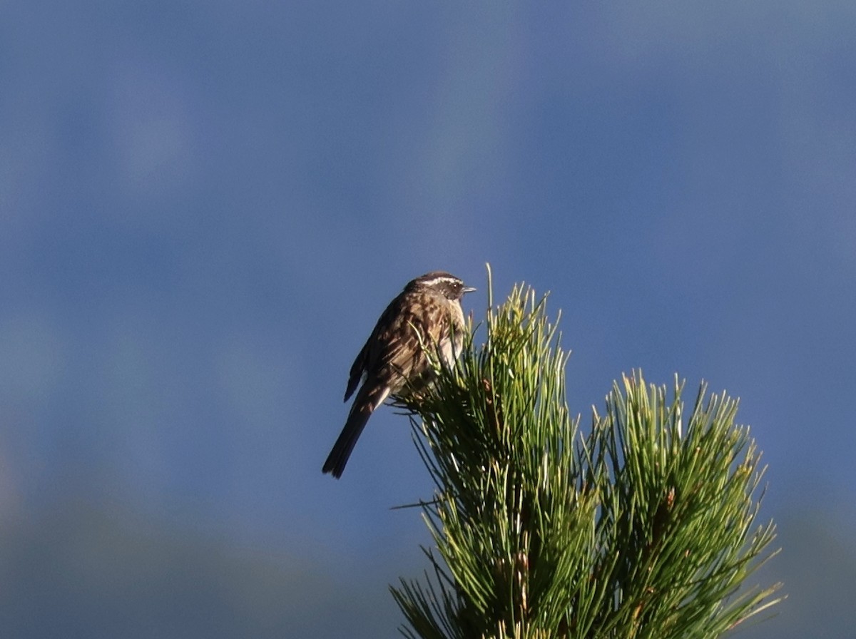 Black-throated Accentor - ML637423563