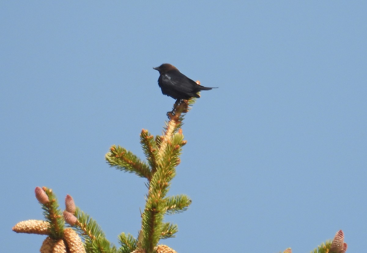 Brown-headed Cowbird - ML637423604