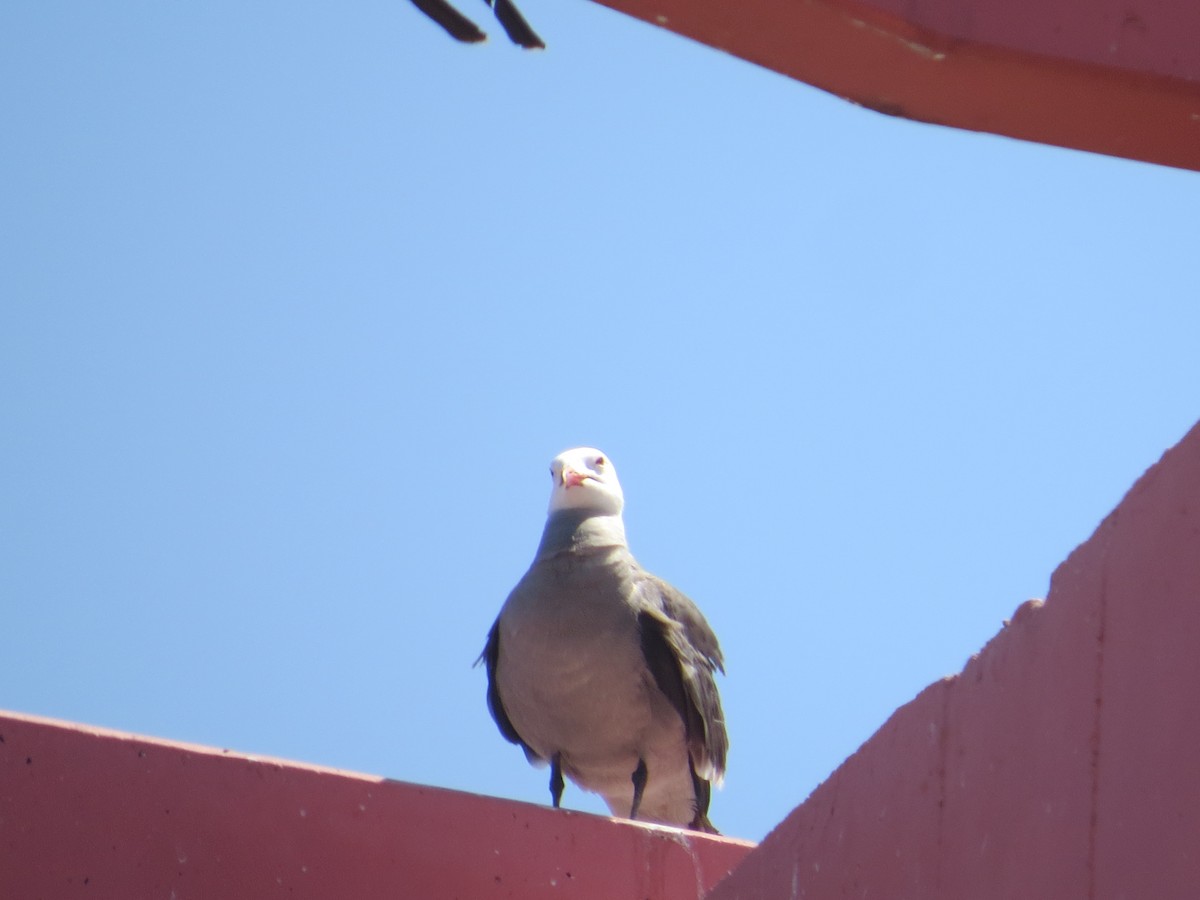 Heermann's Gull - ML637423605