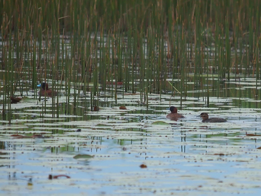 Masked Duck - ML637423662