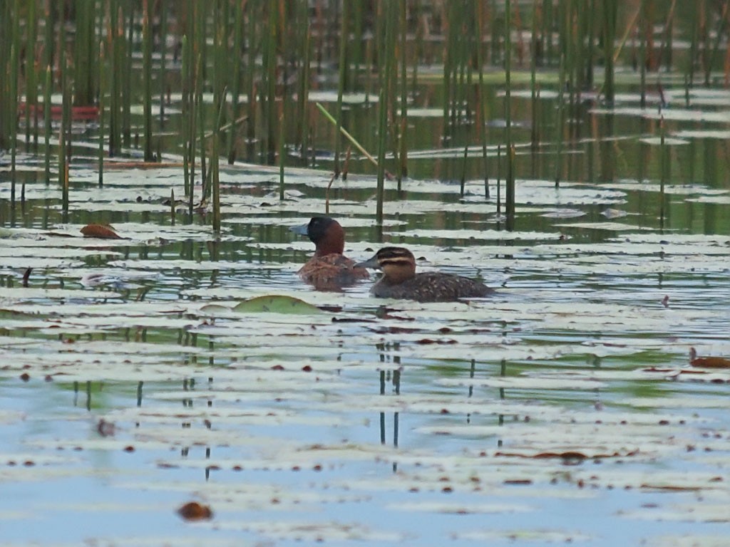 Masked Duck - ML637423663