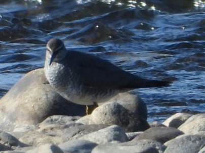 Wandering Tattler - ML637423697