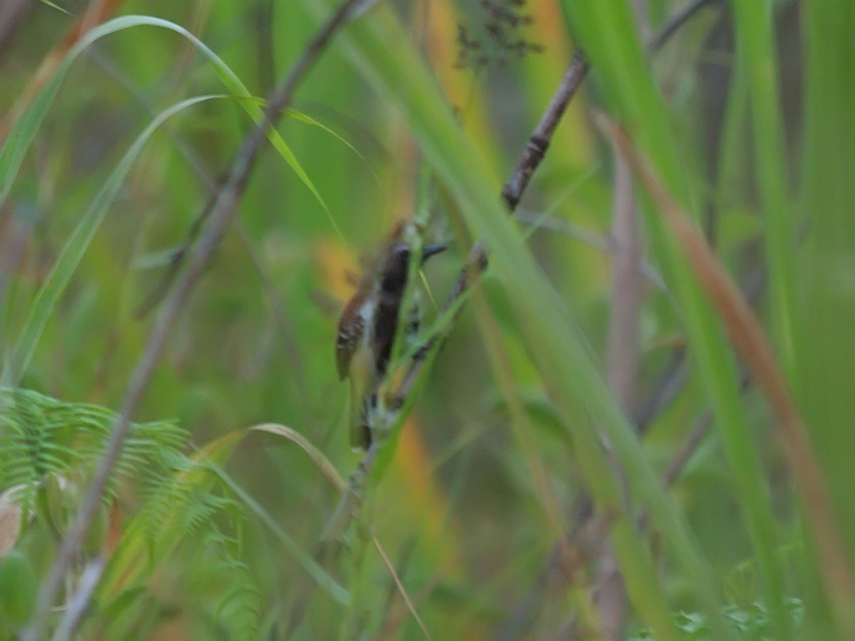 Rusty-backed Antwren - ML637423716