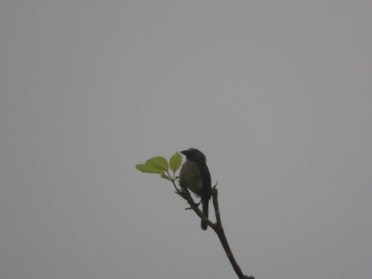 Olive-gray Saltator - ML637423731