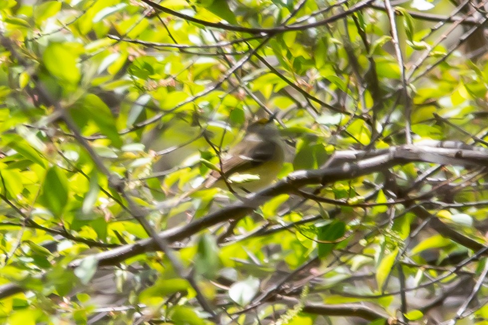 White-eyed Vireo - ML637423741