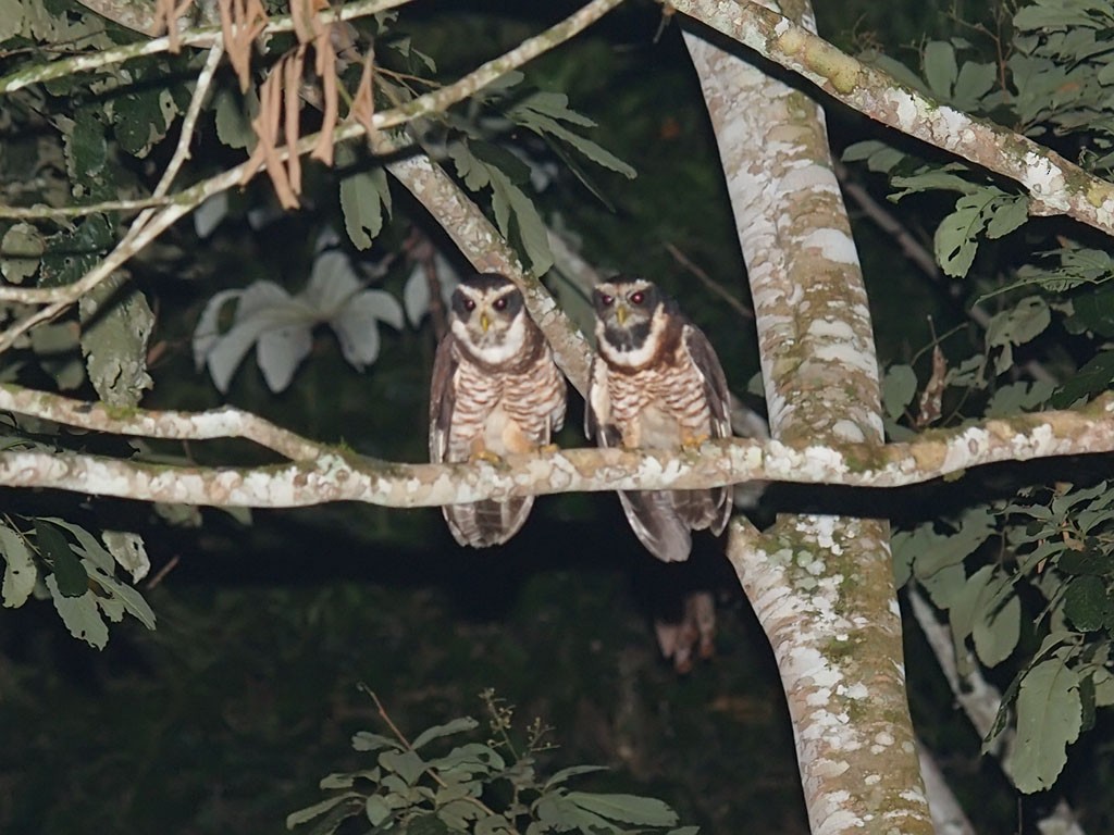 Band-bellied Owl - ML637423749