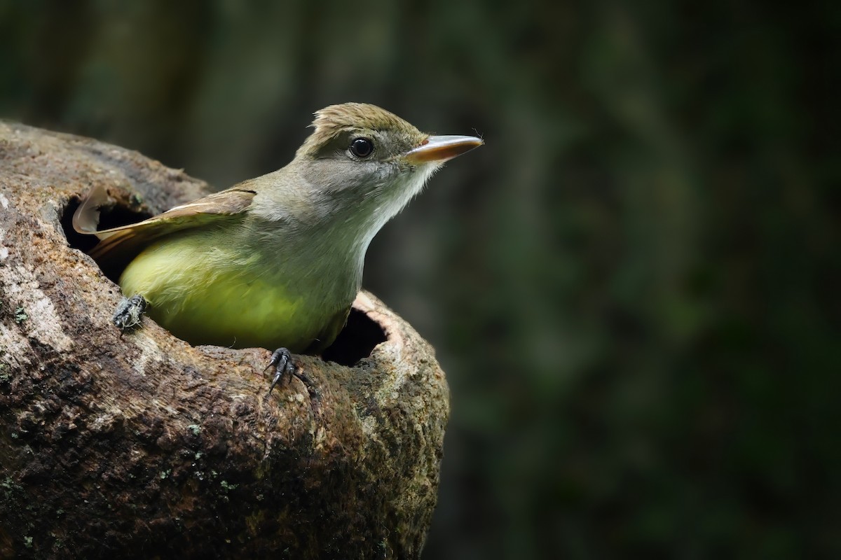 Great Crested Flycatcher - ML637423767