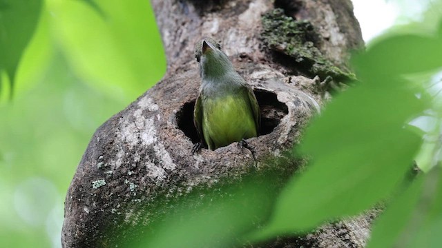 Great Crested Flycatcher - ML637423783