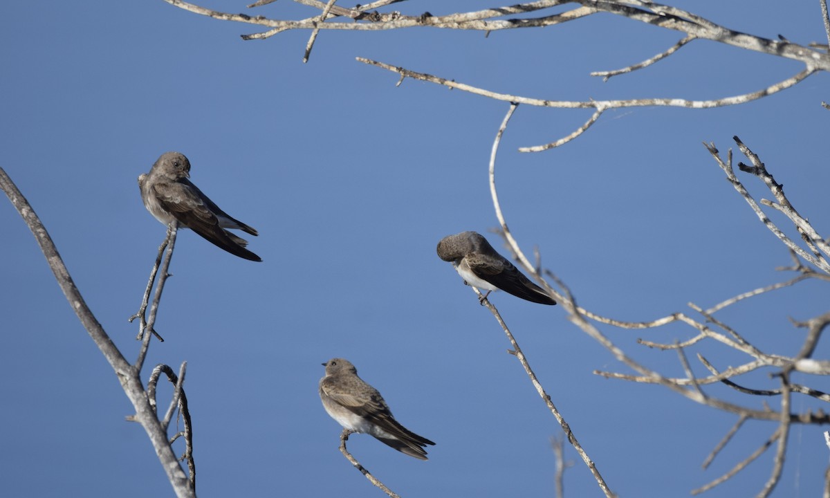 Plain Martin - ML637423809