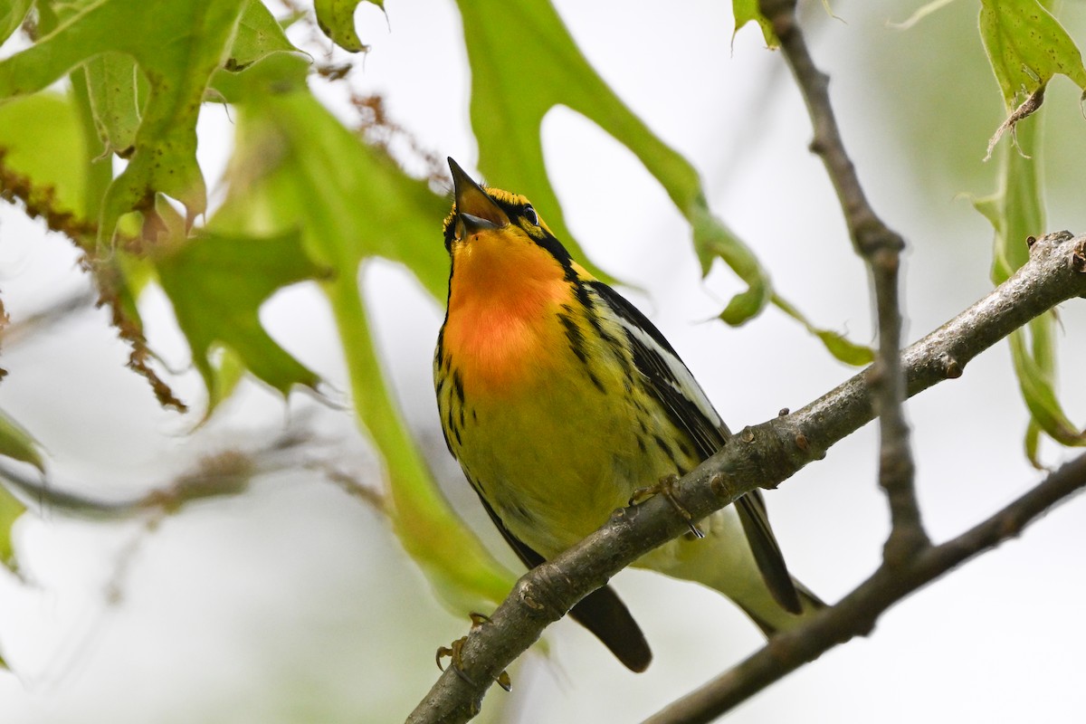Blackburnian Warbler - ML637423861