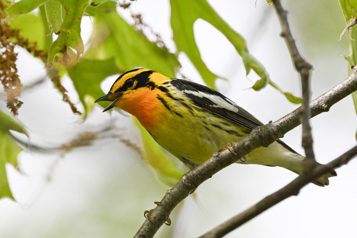 Blackburnian Warbler - ML637423885