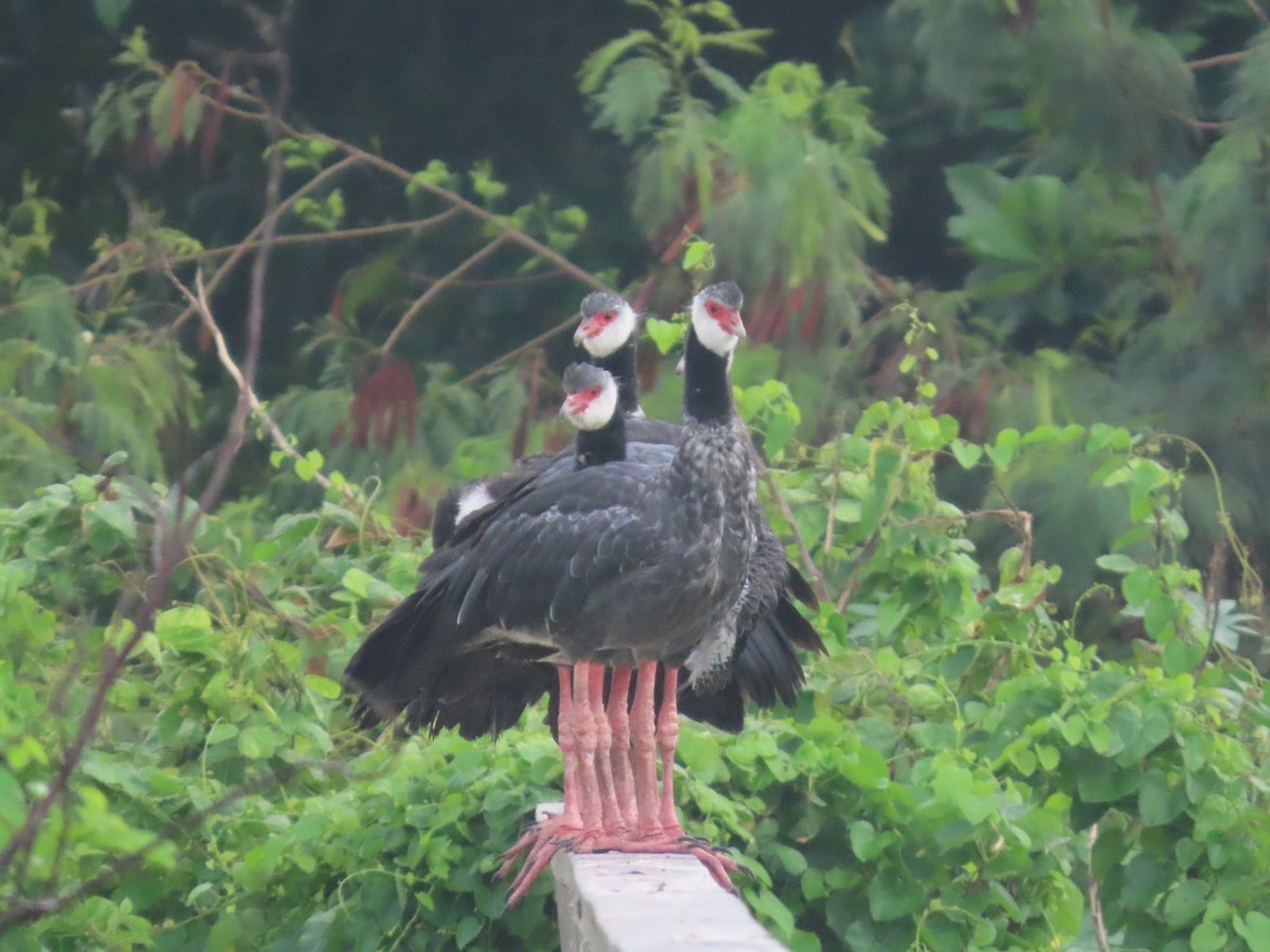 Northern Screamer - ML637423910