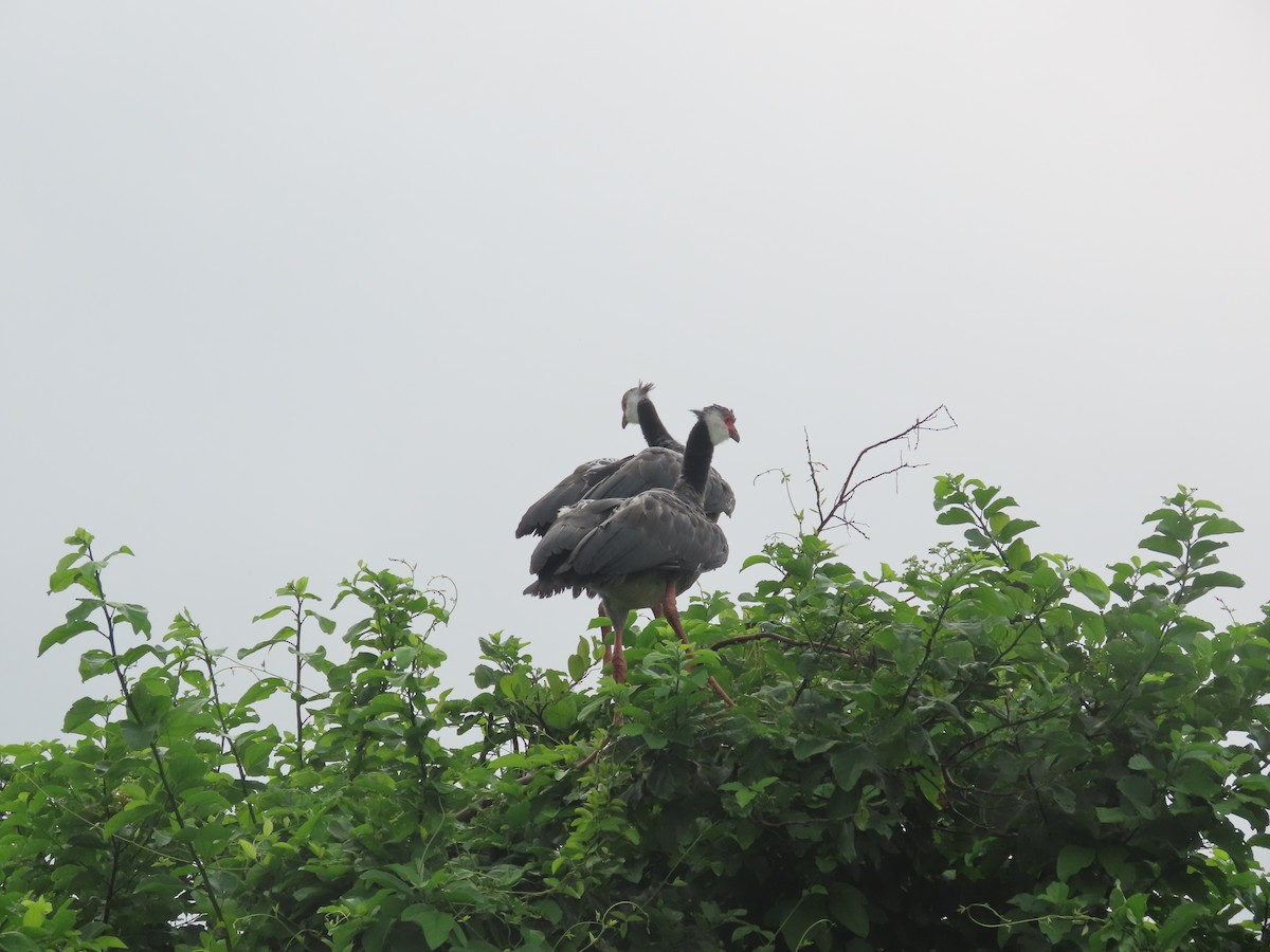 Northern Screamer - ML637423913