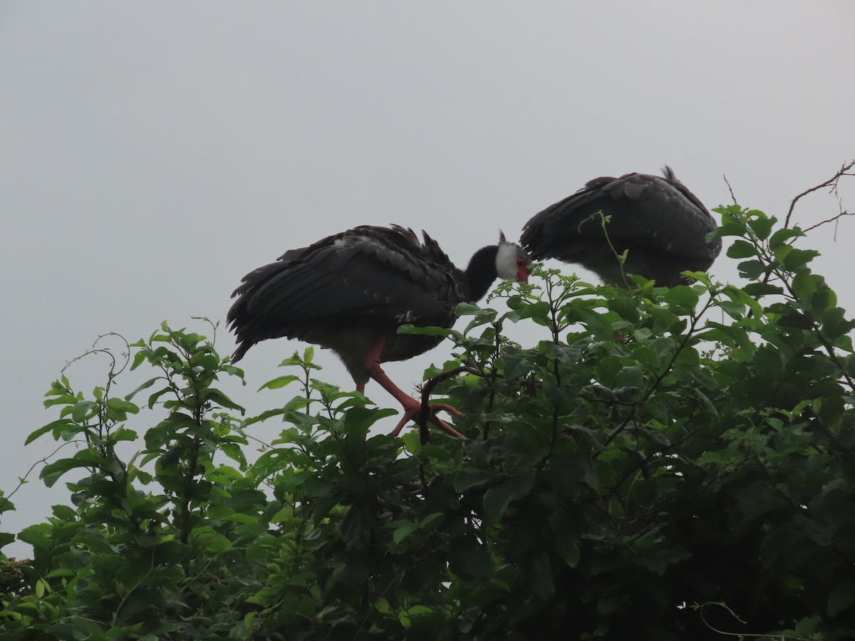Northern Screamer - ML637423915