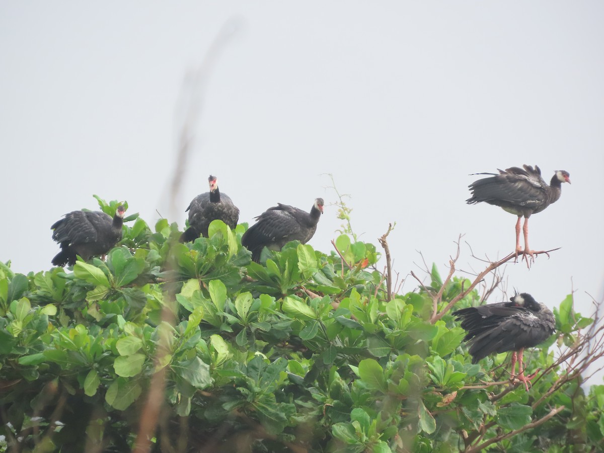 Northern Screamer - ML637423917