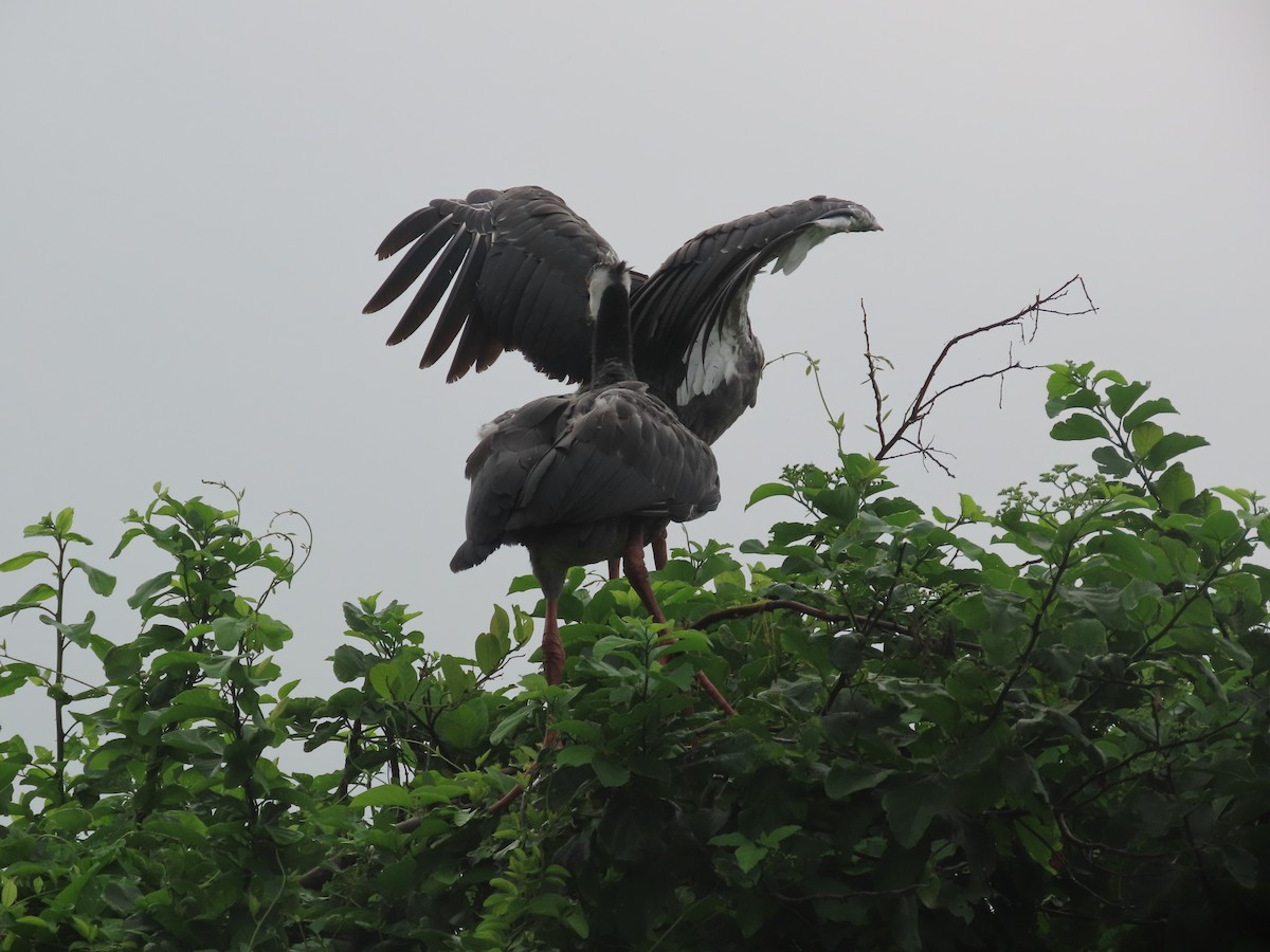 Northern Screamer - ML637423918