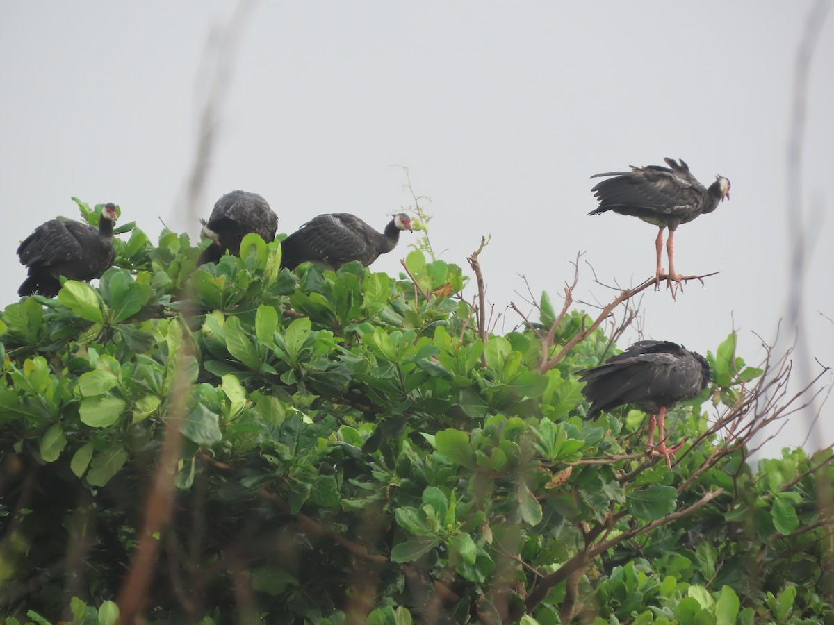 Northern Screamer - ML637423919