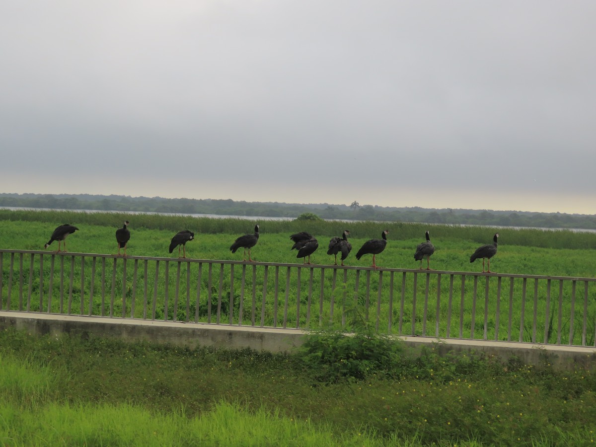 Northern Screamer - ML637423920