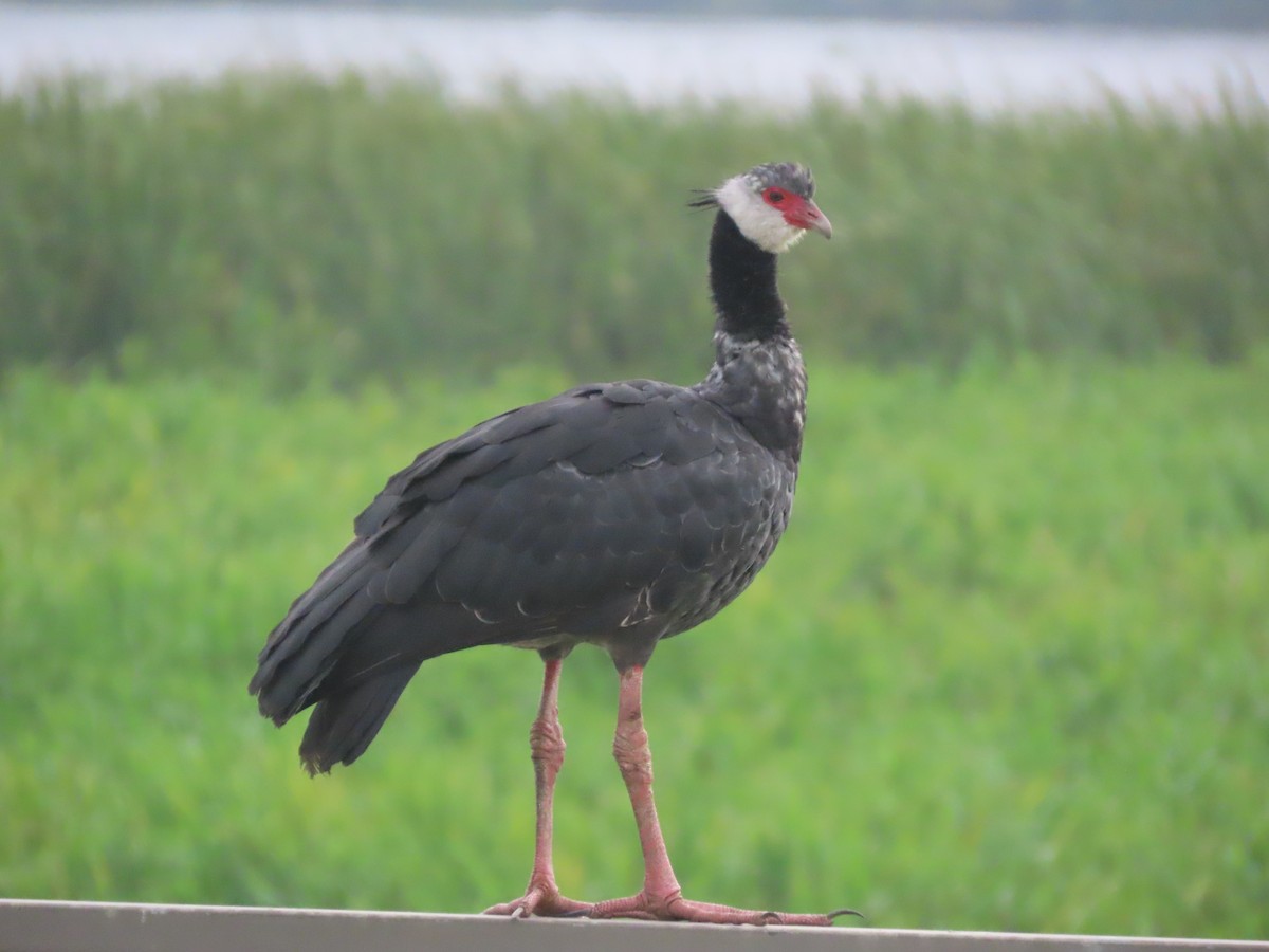 Northern Screamer - ML637423922