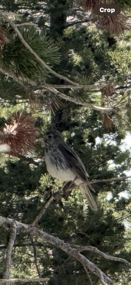 Hermit Thrush - ML637423960