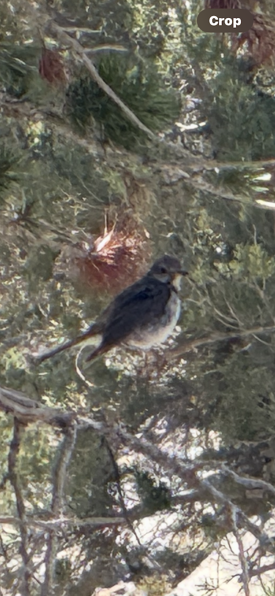 Hermit Thrush - ML637423961