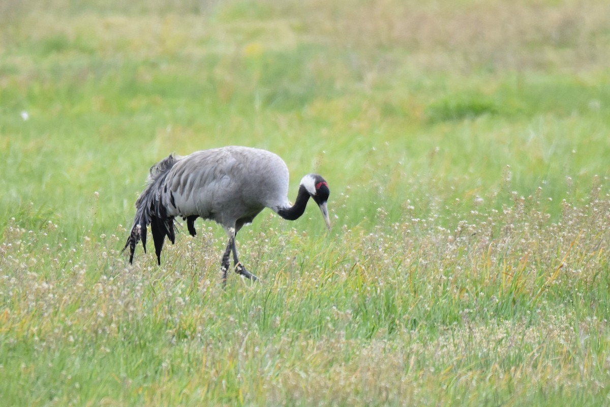 Common Crane - ML637424088