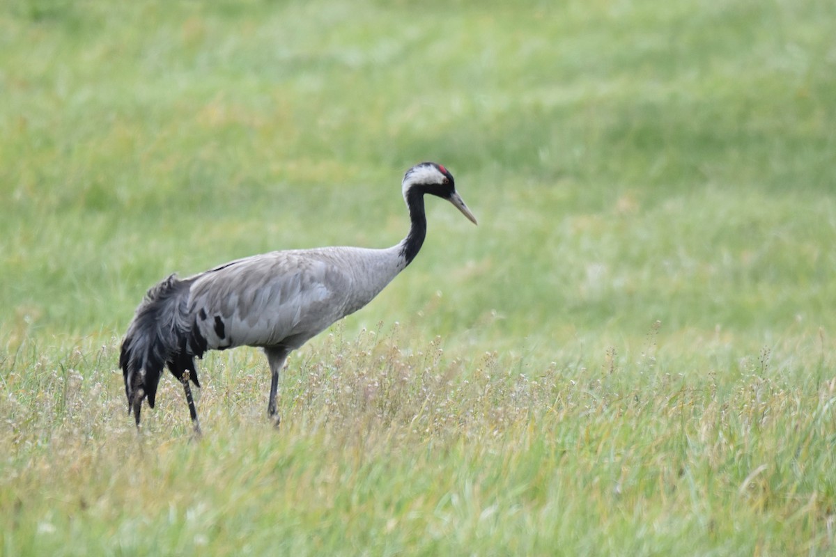 Common Crane - ML637424089