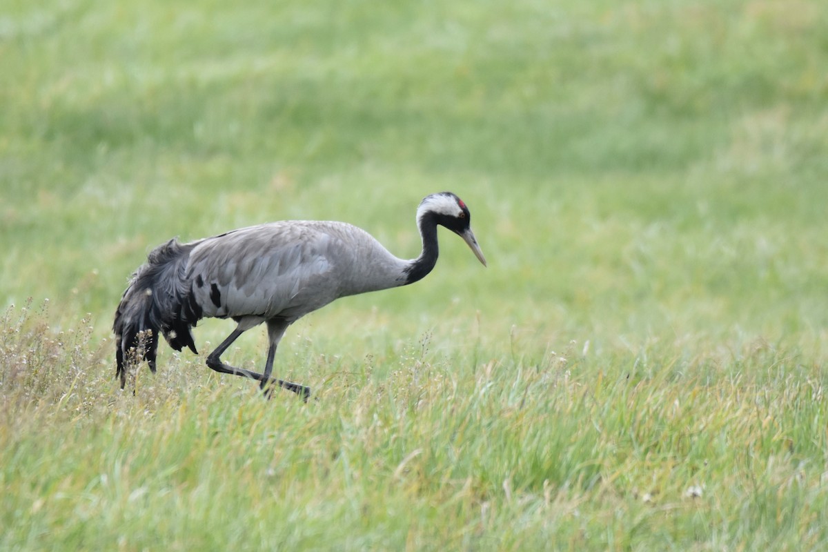 Common Crane - ML637424090