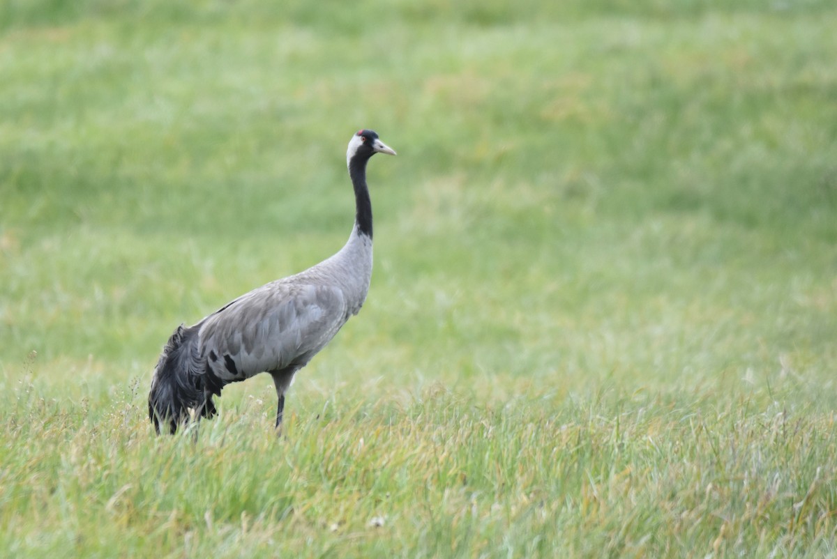 Common Crane - ML637424092