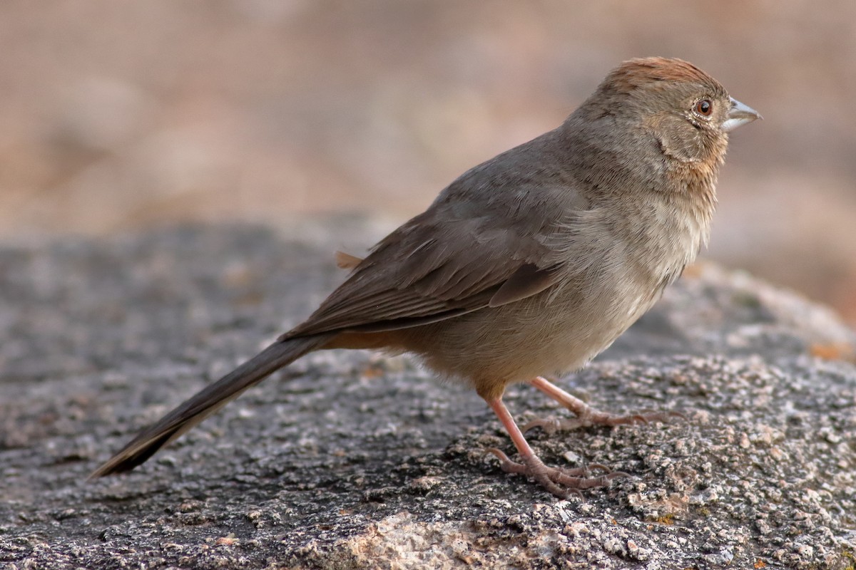 Canyon Towhee - ML637424155