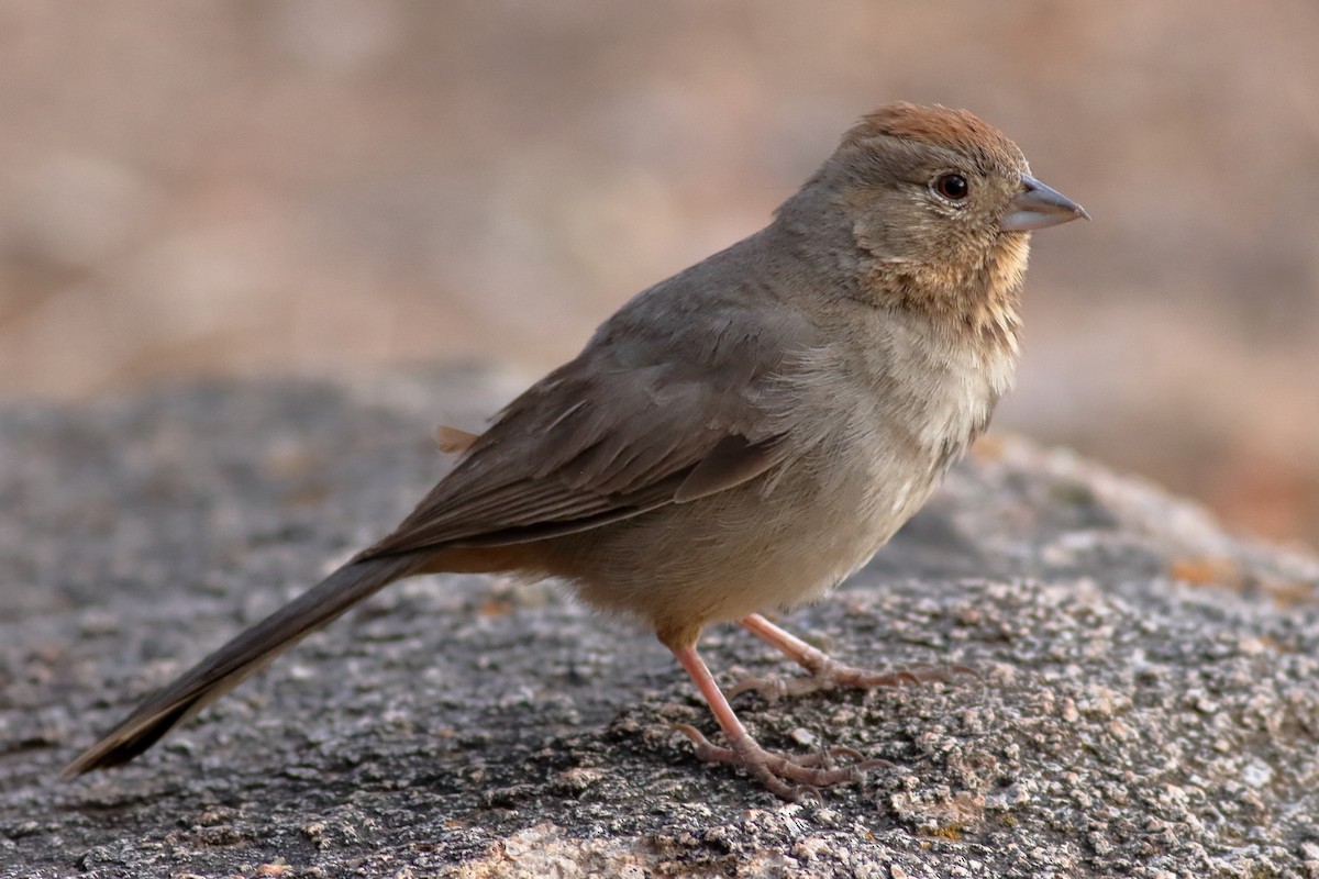 Canyon Towhee - ML637424163