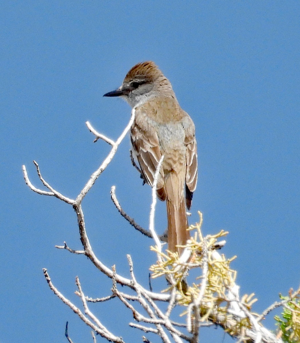 Ash-throated Flycatcher - ML637424168