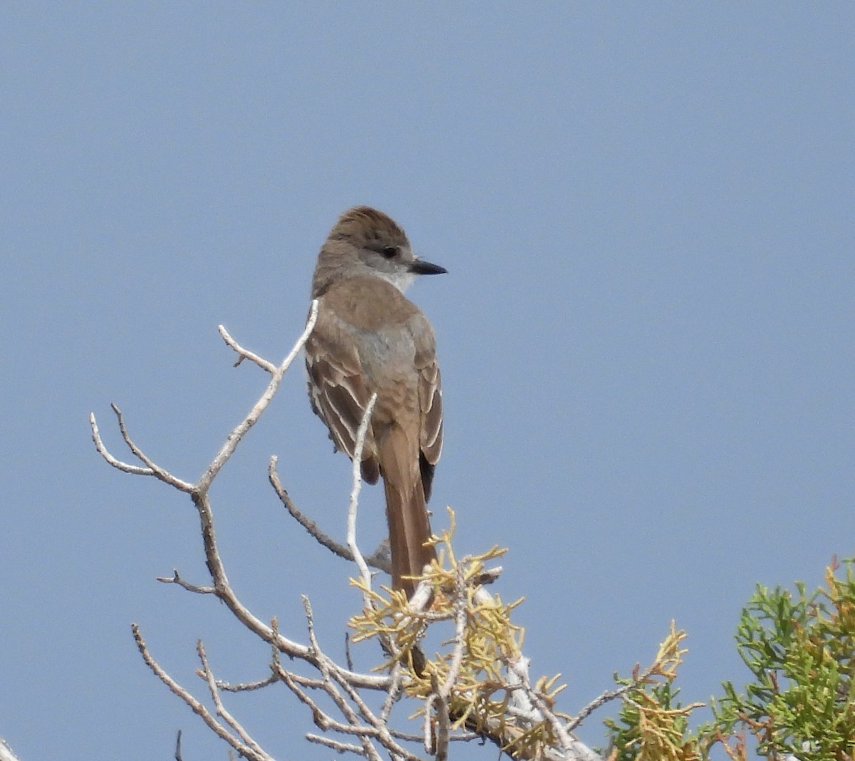 Ash-throated Flycatcher - ML637424169
