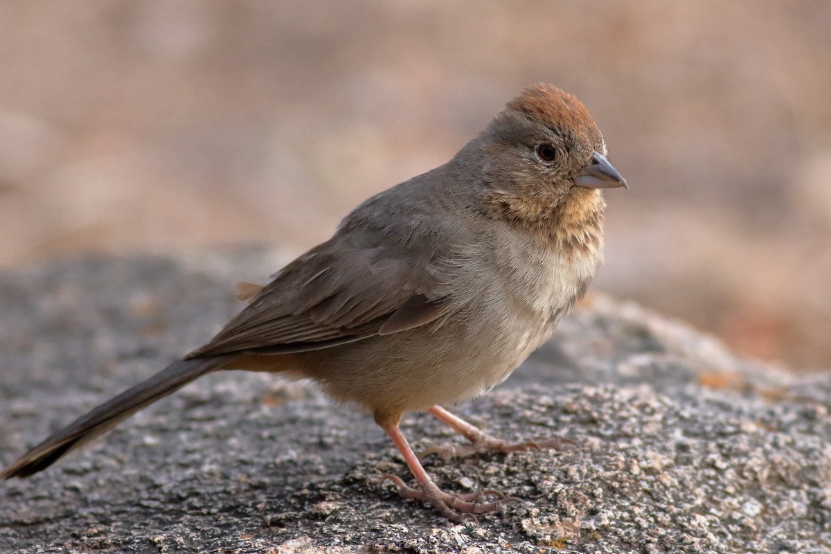Canyon Towhee - ML637424181