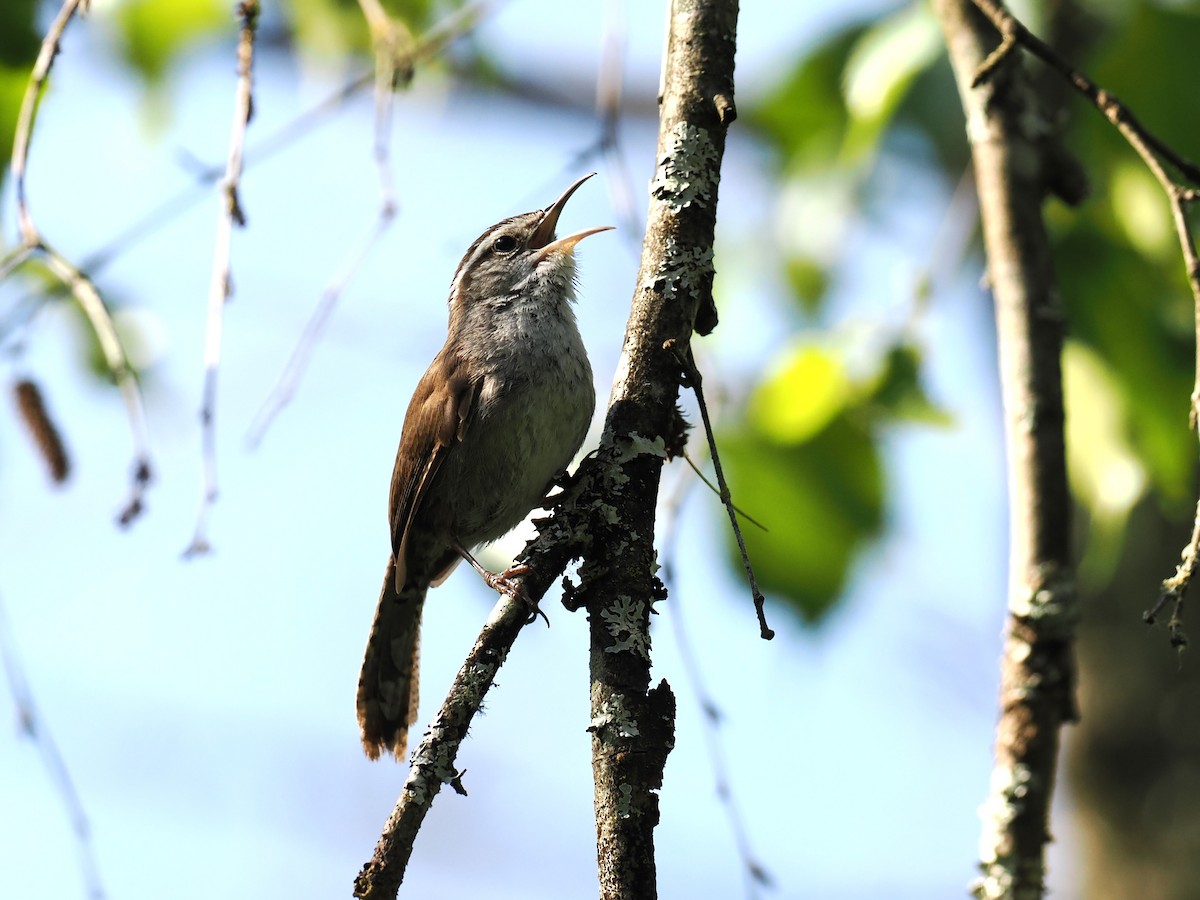 Bewick's Wren - ML637424211
