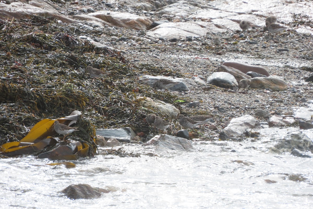 Purple Sandpiper - ML637424244