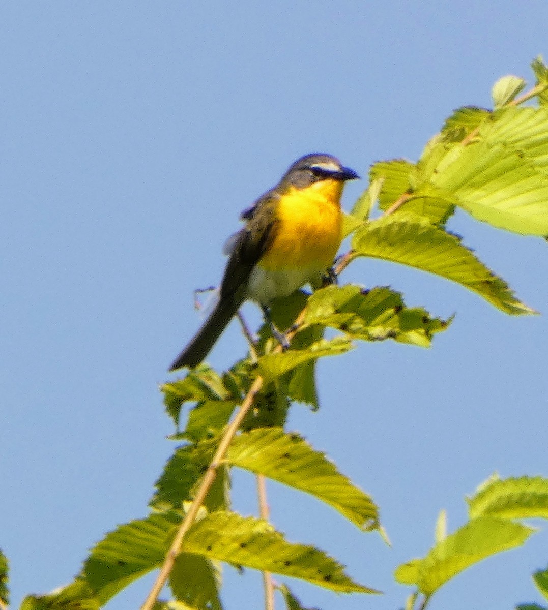gulbrystparula - ML637424349