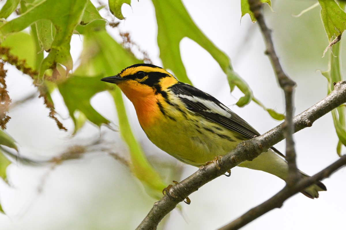 Blackburnian Warbler - ML637424364