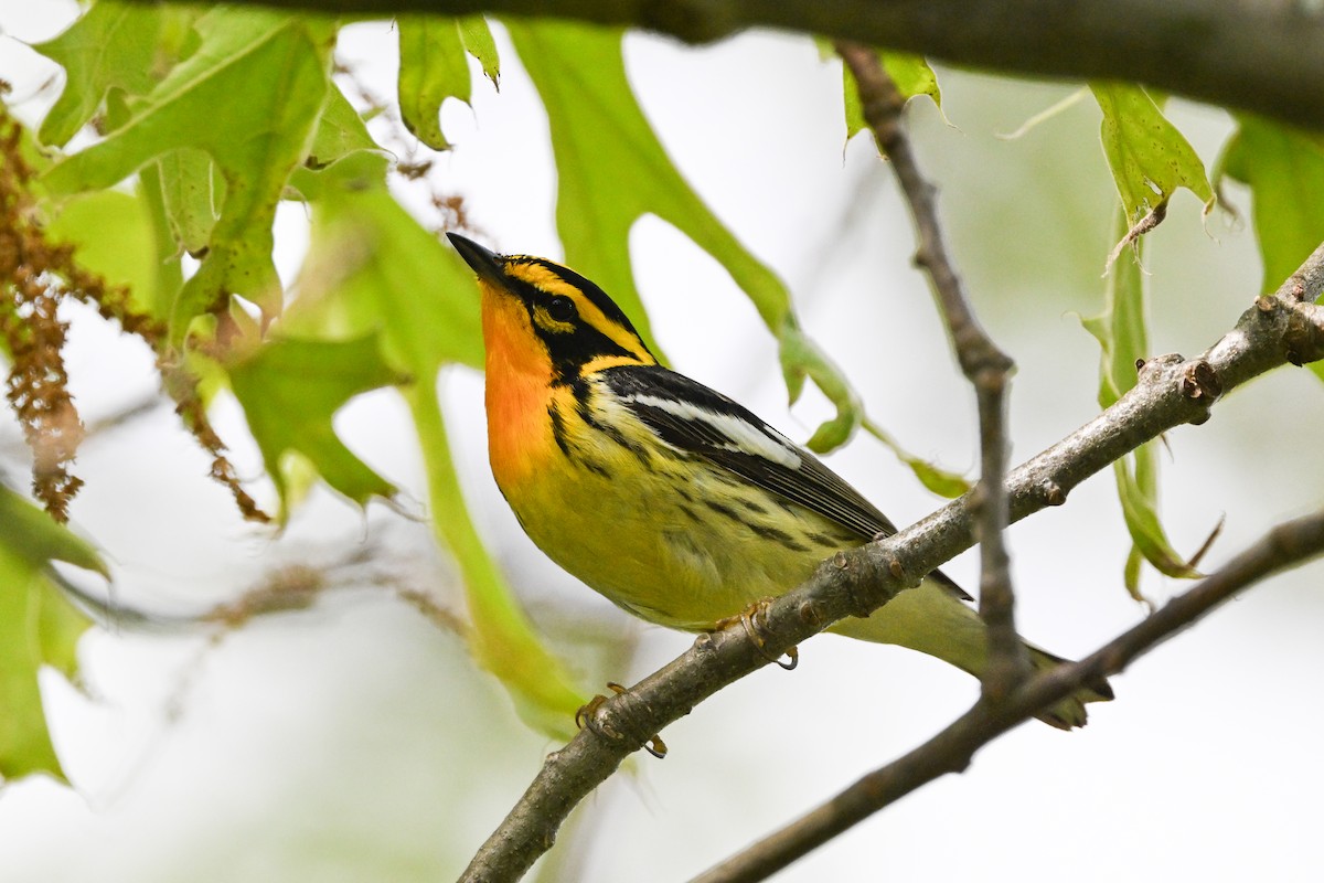 Blackburnian Warbler - ML637424370
