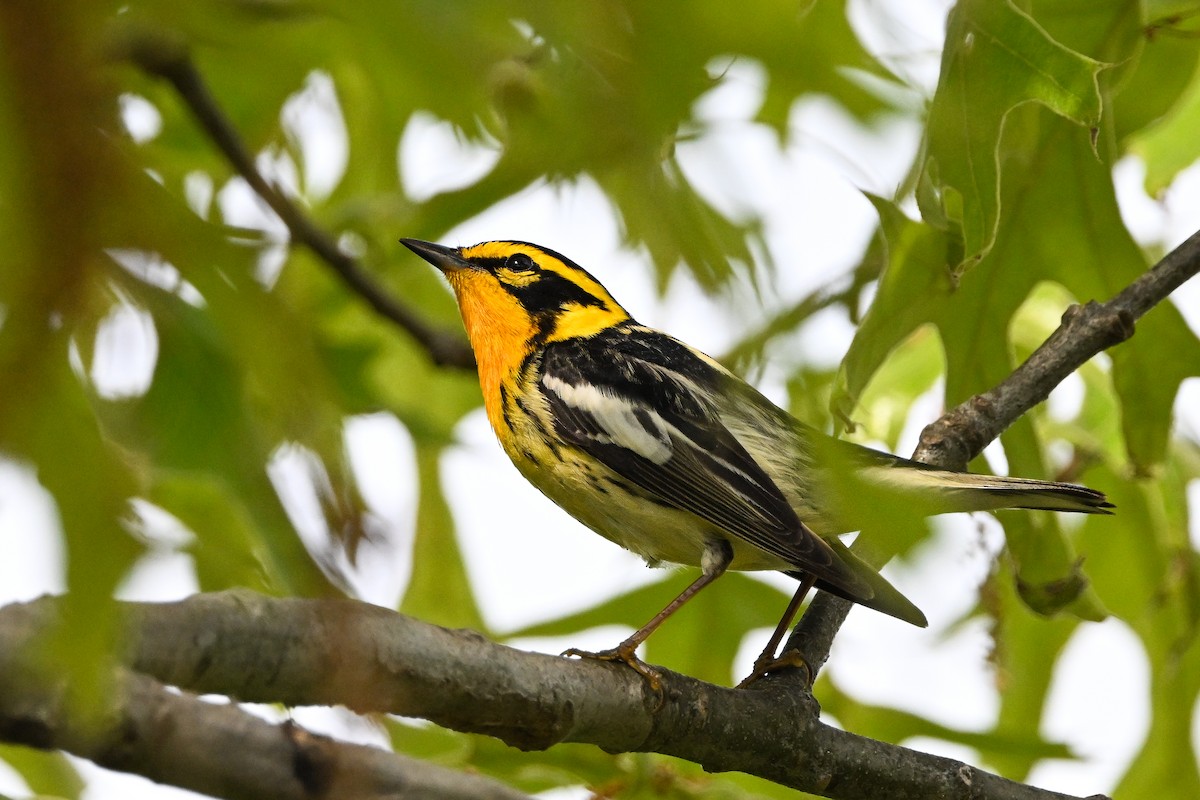 Blackburnian Warbler - ML637424375