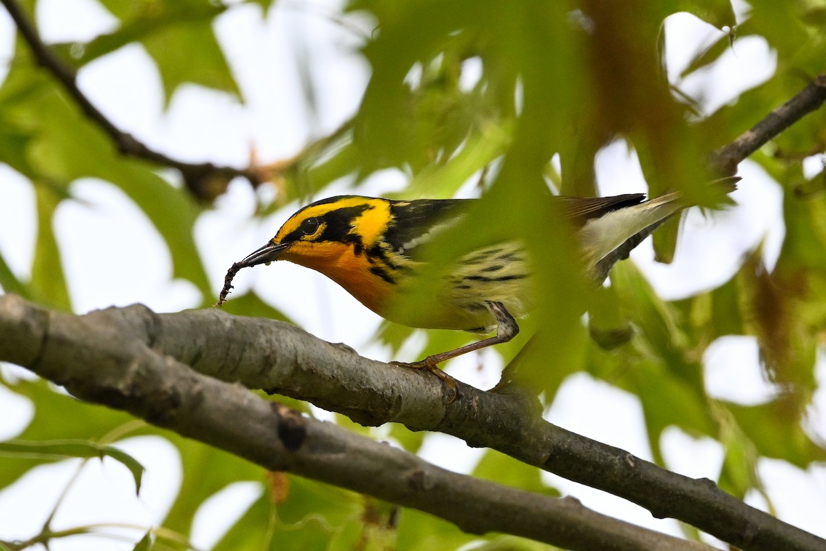 Blackburnian Warbler - ML637424447