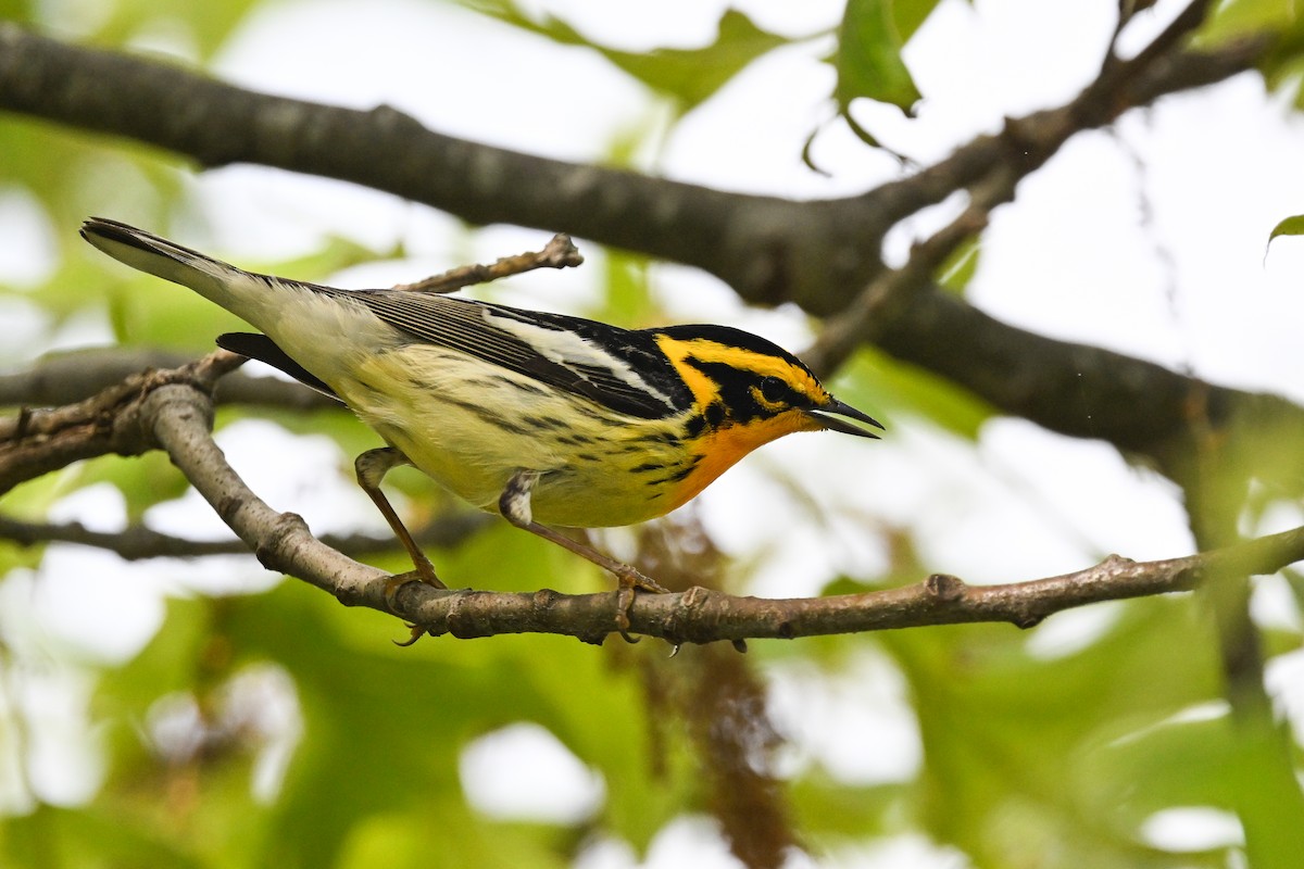 Blackburnian Warbler - ML637424457