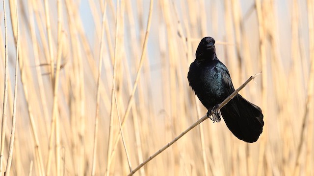 Boat-tailed Grackle - ML637424459