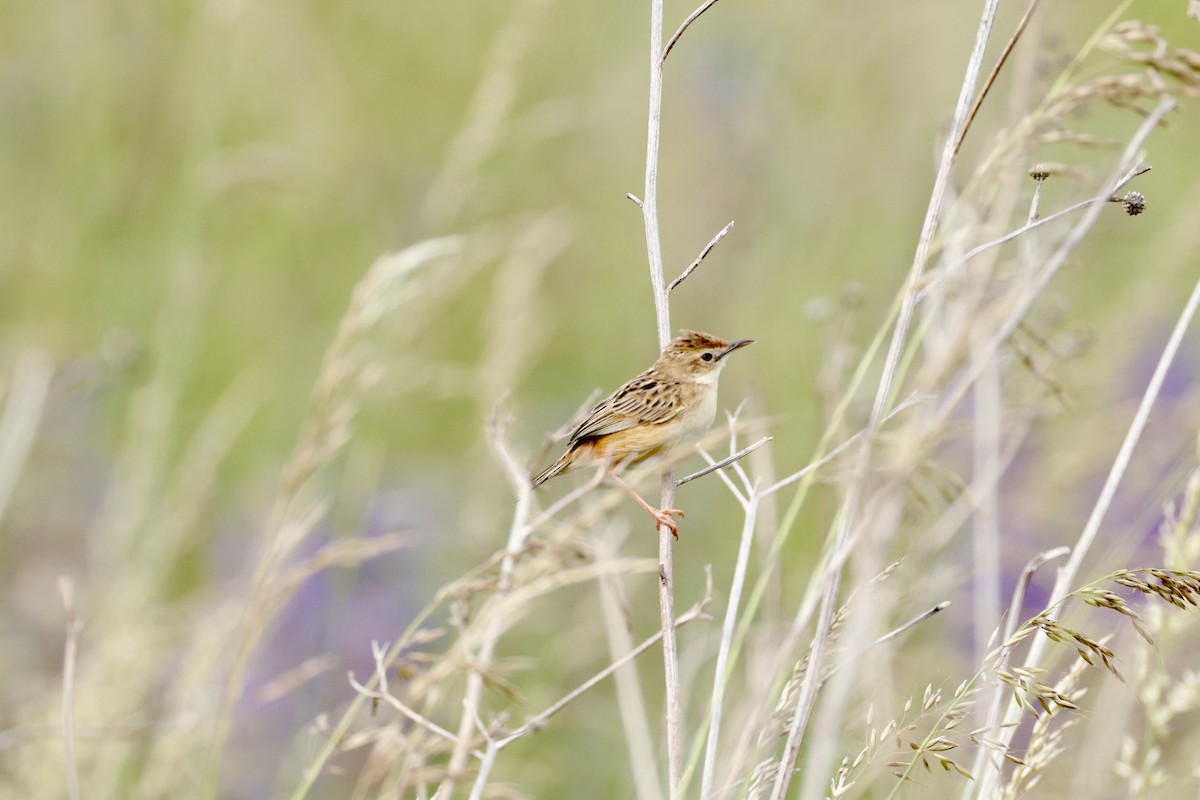 Zitting Cisticola - ML637424463