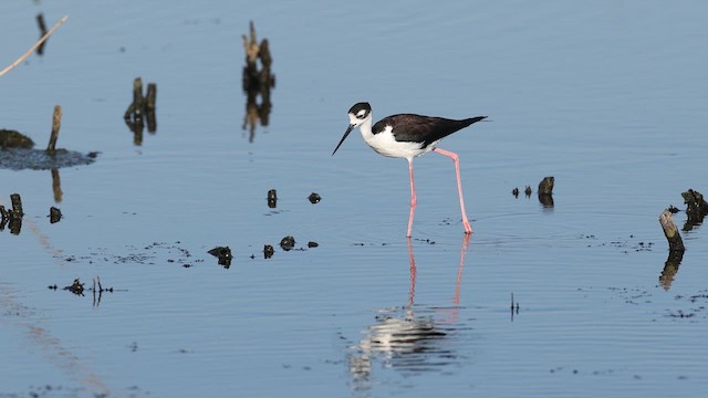 Black-necked Stilt - ML637424465