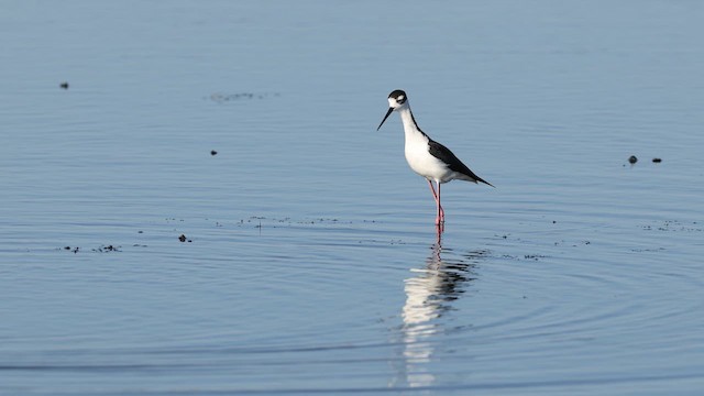 Black-necked Stilt - ML637424477