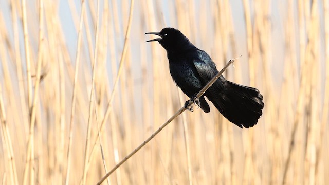 Boat-tailed Grackle - ML637424494
