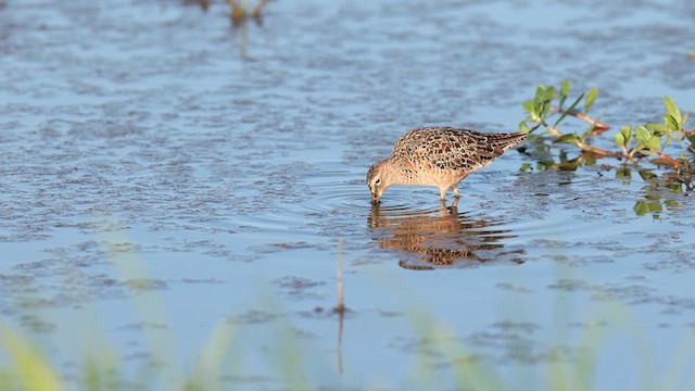 Bécassin à long bec - ML637424499